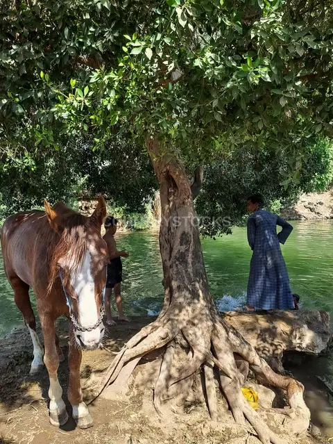 استراحة على ضفة النيل في قنا