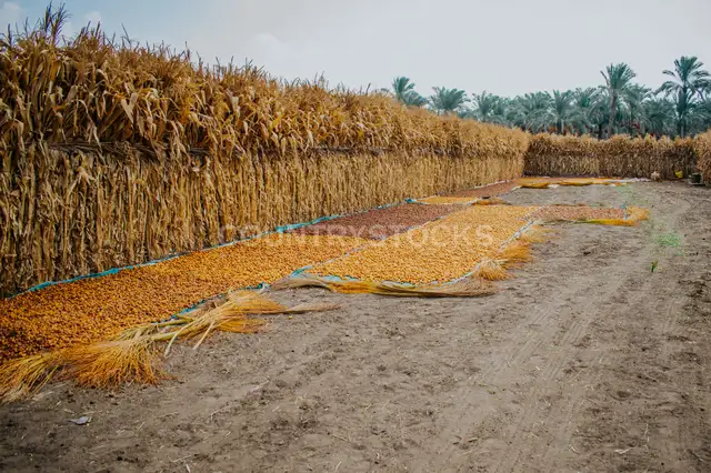 تجفيف محصول البلح، دهشور الجيزة