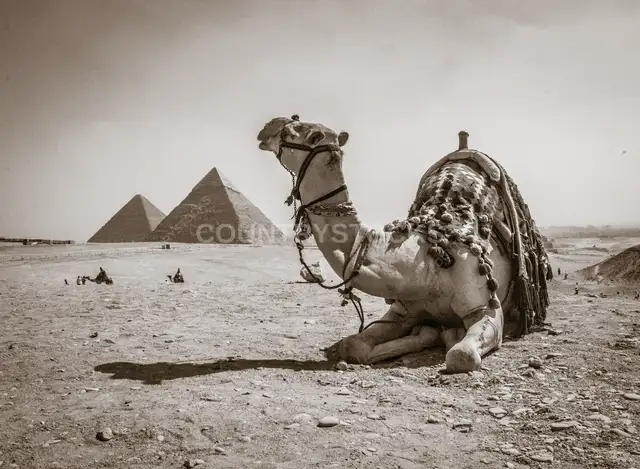 Camel Resting Before Giza Pyramids, Egypt
