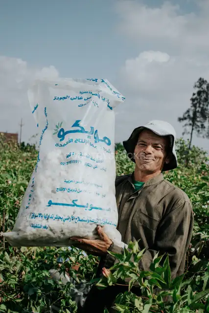 عامل حصاد القطن، نمرة البصل، المحلة الكبرى