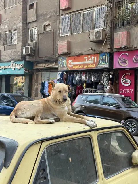 كلب بلدي مستريح فوق عربية صفرا في شارع بالقاهرة