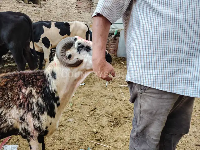 سوق المواشي في عيد الأضحى