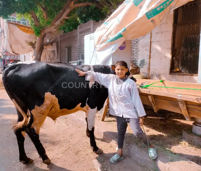 ولد صغير بيحنّن على بقرة وهي بتاكل قبل العيد الكبير