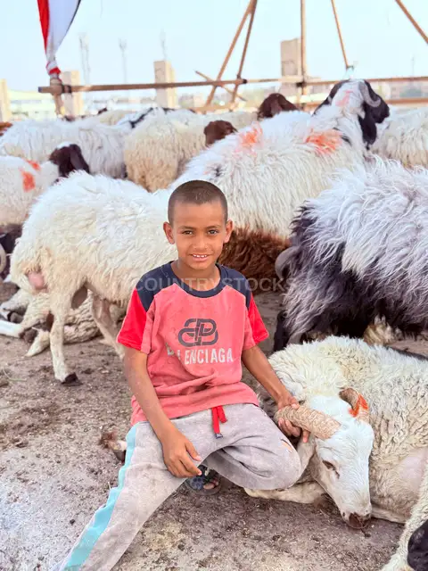 لحظة هادئة وسط الخراف