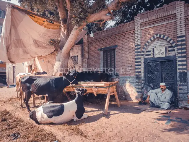 أبقار وجاموس بيتغذوا والراعي قاعد في الضل في موسم عيد الأضحى