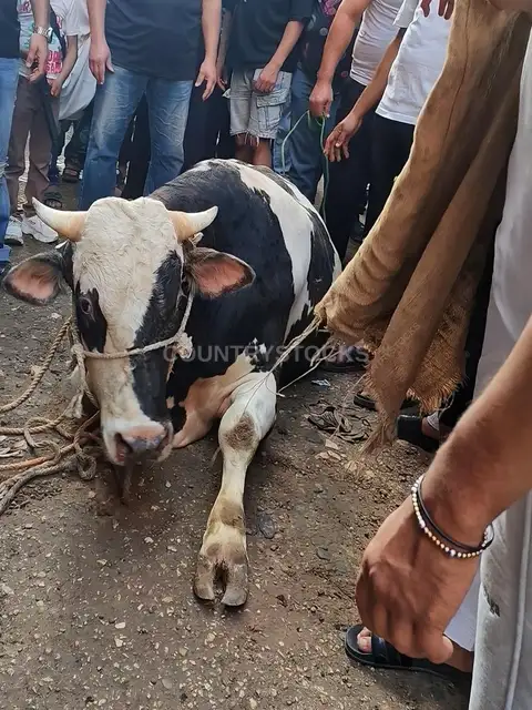 عيد الأضحى