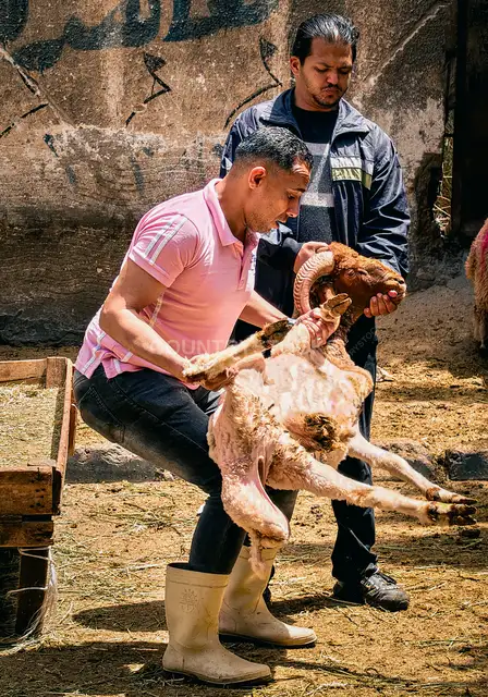 جزار يحمل خروف العيد قبل الذبح صباح عيد الأضحى