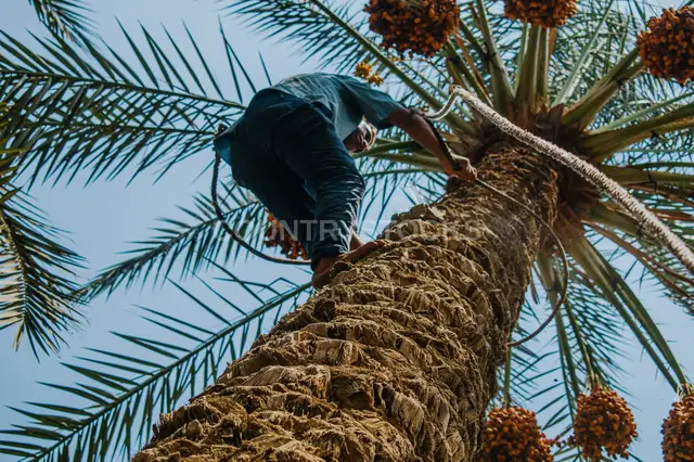 عامل يتسلق نخلة بلح أثناء الحصاد، دهشور