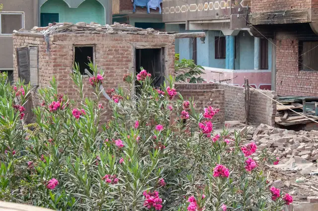 Flowers Growing Beside an Old Brick Hut in a Rural Egyptian Village