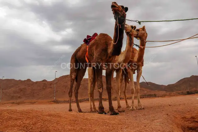 جمال في الصحرا – جنوب سيناء، مصر – تصوير سفر 1