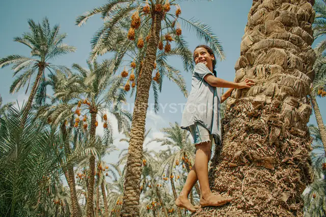 طفل يتسلق نخلة بلح في دهشور، مصر
