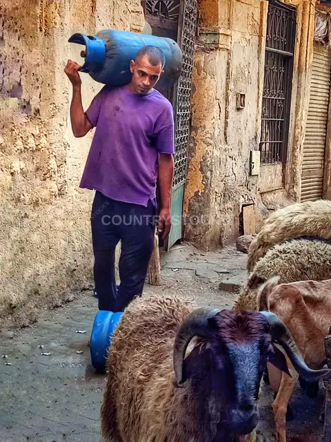 بائع أسطوانات الغاز والخراف في حارة الدرب الأحمر، القاهرة
