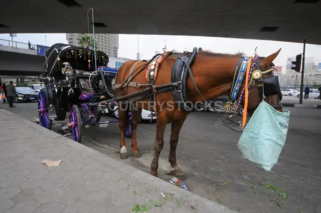 Traditional Hantoor (Horse Carriage) in Downtown Cairo (Wust el Balad) (Wust el Balad) – Egypt – Street Photography
