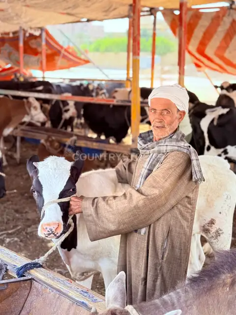 رجل مسن مع بقرة قبل العيد