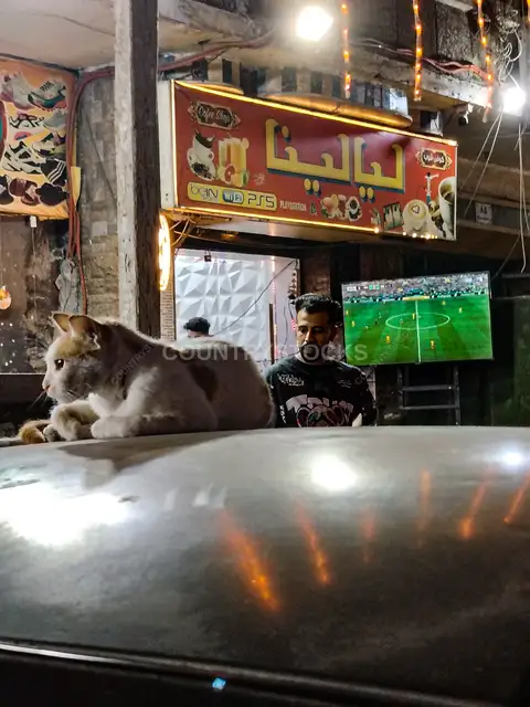 Cairo Street Café World Cup Night With Cat