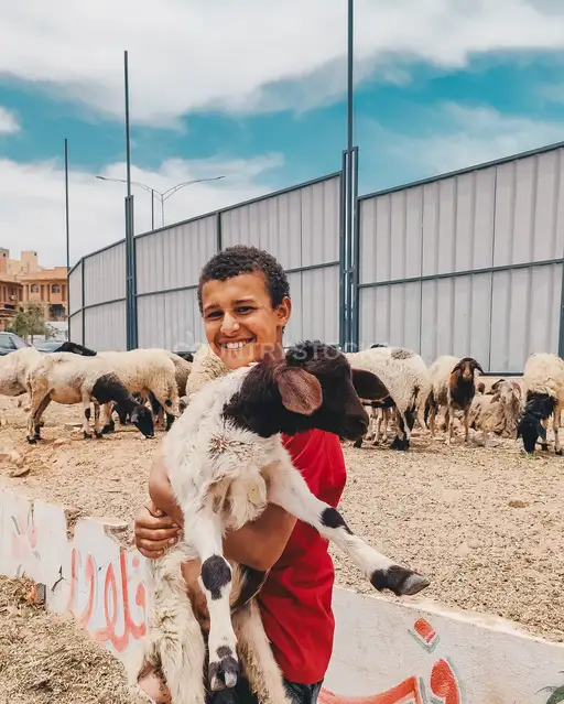 ولد صغير يحمل خروفًا صغيرًا مبتسمًا قبل عيد الأضحى