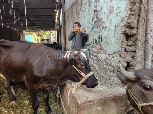 ولد صغير وعجل أسود في سوق العيد