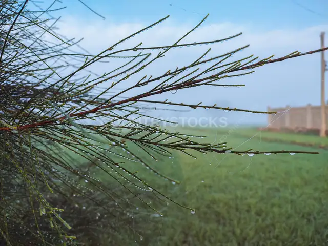 Dew Drops on Tree Branches, Egyptian Countryside Morning