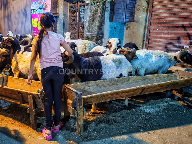 طفلة مصرية مع خراف العيد داخل شادر أضاحي في مصر القديمة