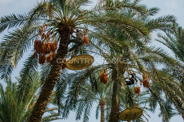 حصاد البلح من النخيل، دهشور الجيزة