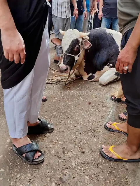 بورتريه لعجل الأضحية قبل عيد الأضحى في القاهرة