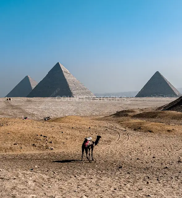Camel at Giza Pyramids Plateau, Egypt