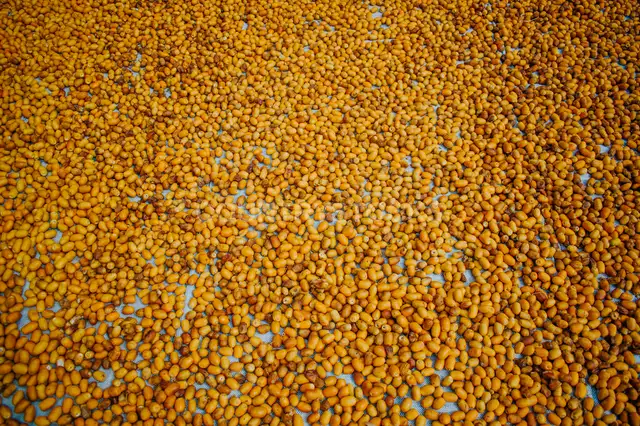 بلح طازج بعد الحصاد، دهشور مصر
