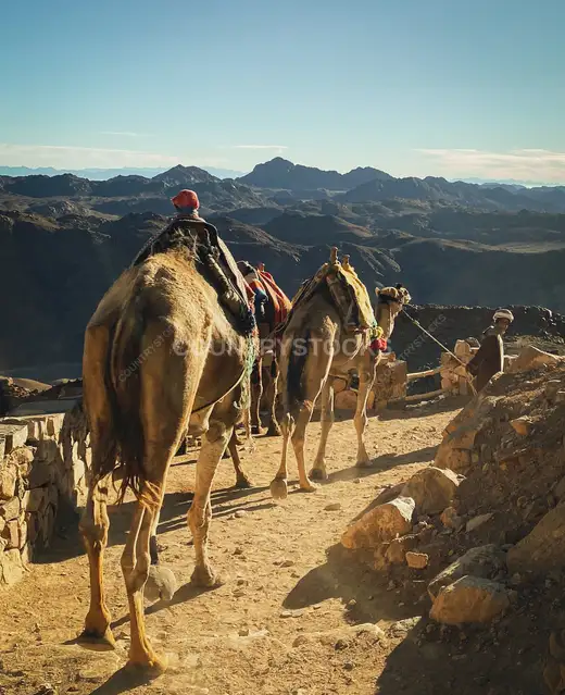 قافلة جمال على درب جبلي، سانت كاترين سيناء