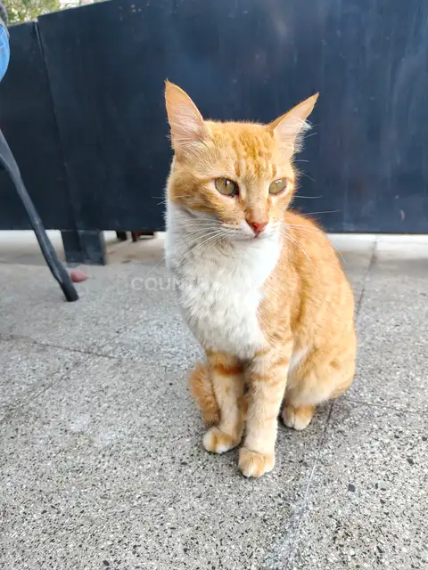 Cat 4