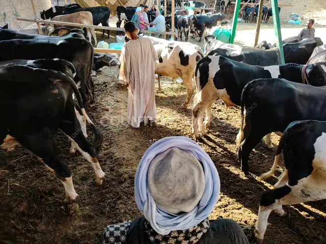 سوق مواشي عيد الأضحى في السيدة زينب بالقاهرة