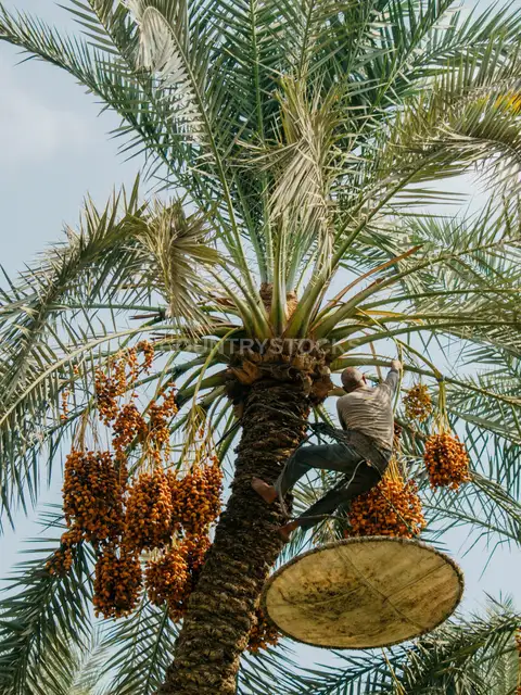 عامل يتسلق نخلة بلح في دهشور، مصر