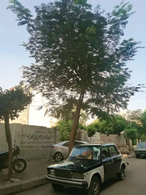 تاكسي قديم أبيض وأسود متوقف في شارع عابدين القاهرة