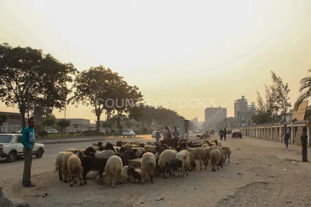 راعي بيسوق قطيع أغنام في شارع عين شمس، القاهرة