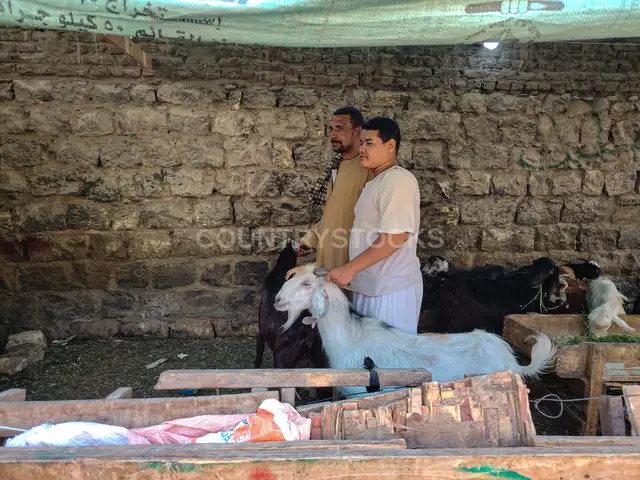 رعاة وماعز في سوق العيد