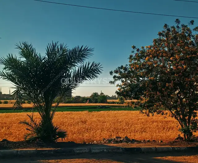 حقول القمح وأشجار النخيل، ريف إسنا الأقصر