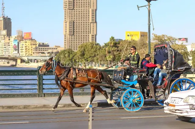 حصان بيجر حنطور على كورنيش النيل في القاهرة