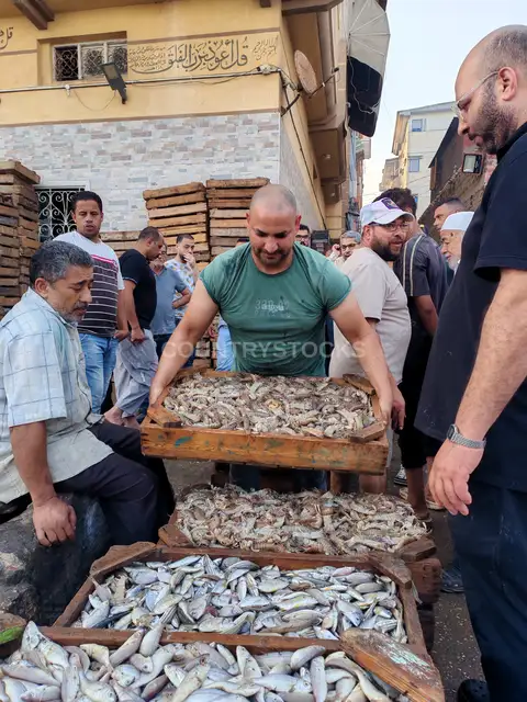 مزاد وحلقة بيع الأسماك بالجملة في شوارع عزبة البرج، دمياط