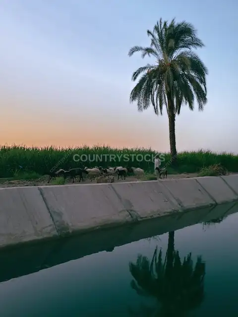 راعي وقطيعه عند الترعة، ريف قنا
