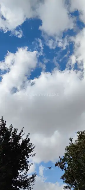 Blue Sky White Clouds Trees Bird Flying, Giza
