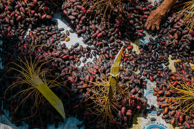 فرز محصول البلح، دهشور الجيزة