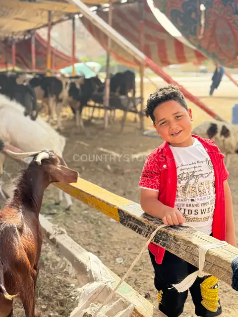 فرحة طفل مع خروف صغير
