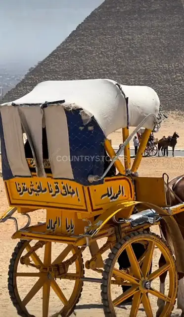 عربة تجرها الخيول أمام أهرامات الجيزة