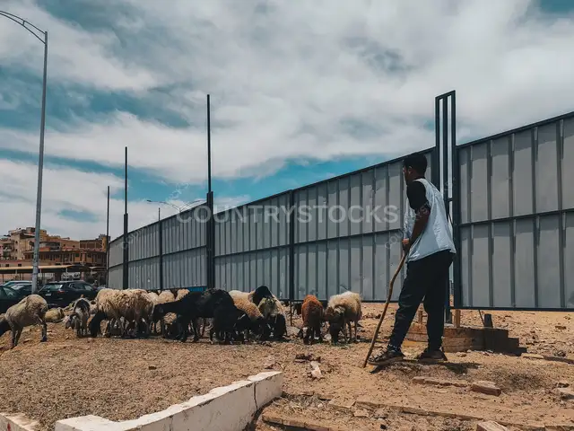 راعي الغنم مع خرفان العيد في مدينة 6 أكتوبر