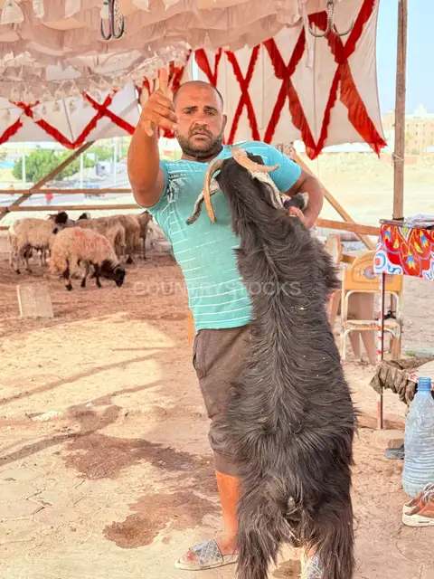 رجل يحمل خروفًا قبل العيد
