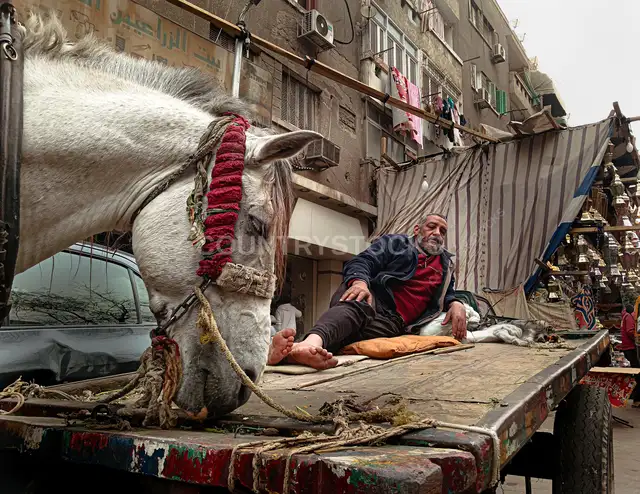 رجل يستريح على كارتة والحصان بياكل، القاهرة
