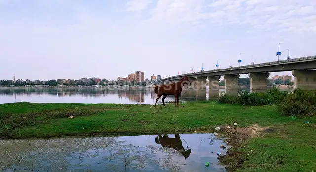 حصان على ضفة النيل مع الجسر، قنا
