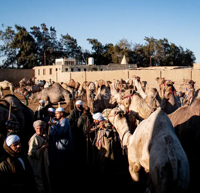 تجار الجمال في سوق الجمل بدراو، أسوان