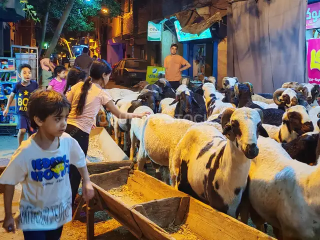 أطفال يتجولون في شادر الأضاحي ليلًا