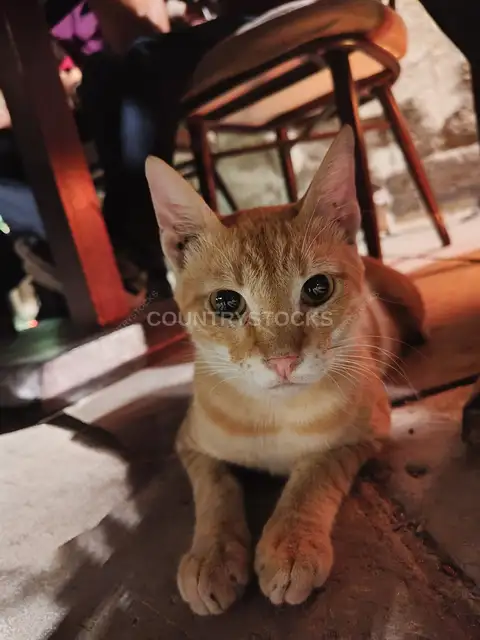 حيوانات وحياة برية