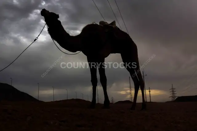 سيلويت جمل على خلفية سماء عاصفة في صحراء نويبع